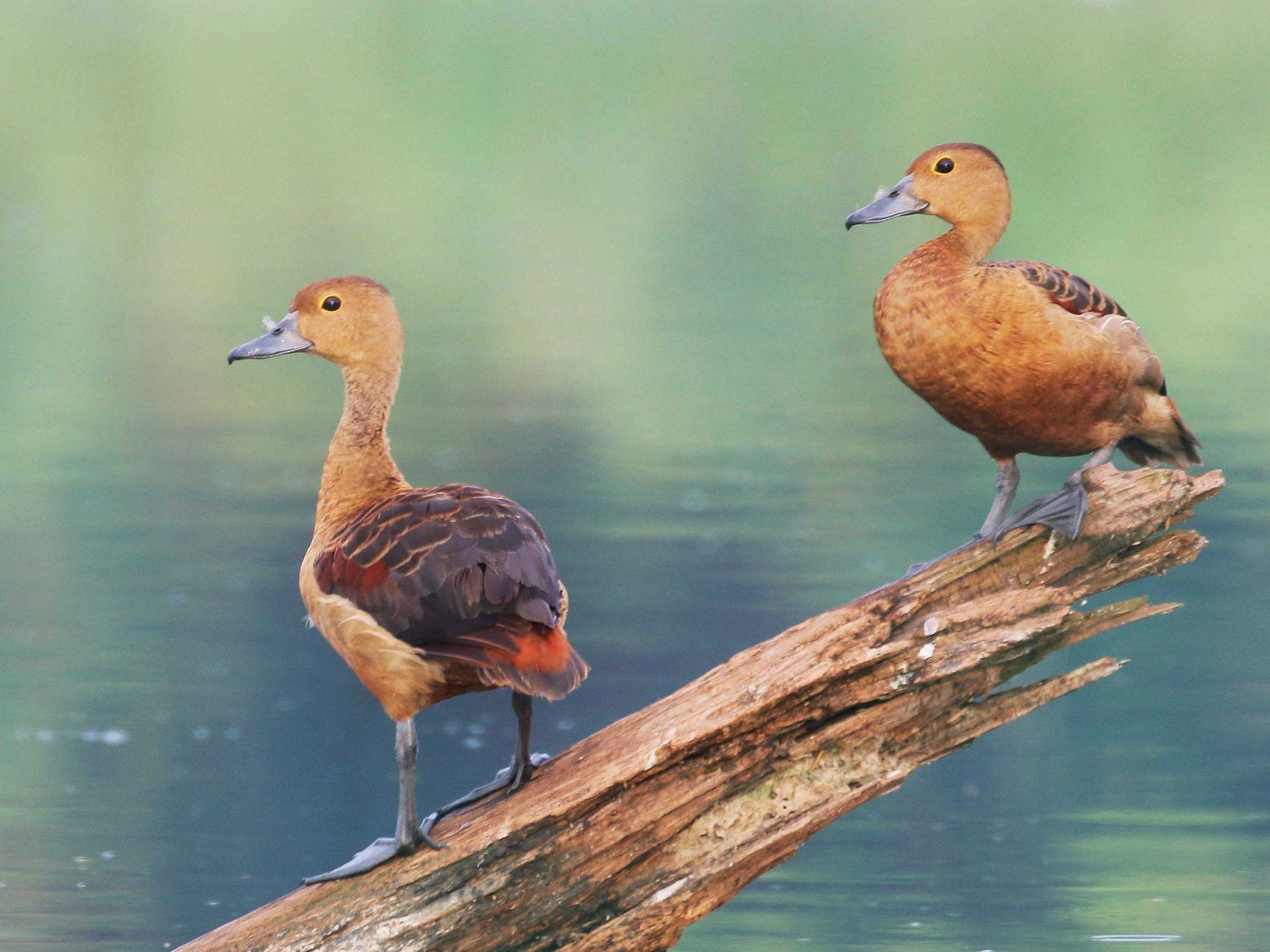 Lesser Whistling-Duck - Neoh Hor Kee