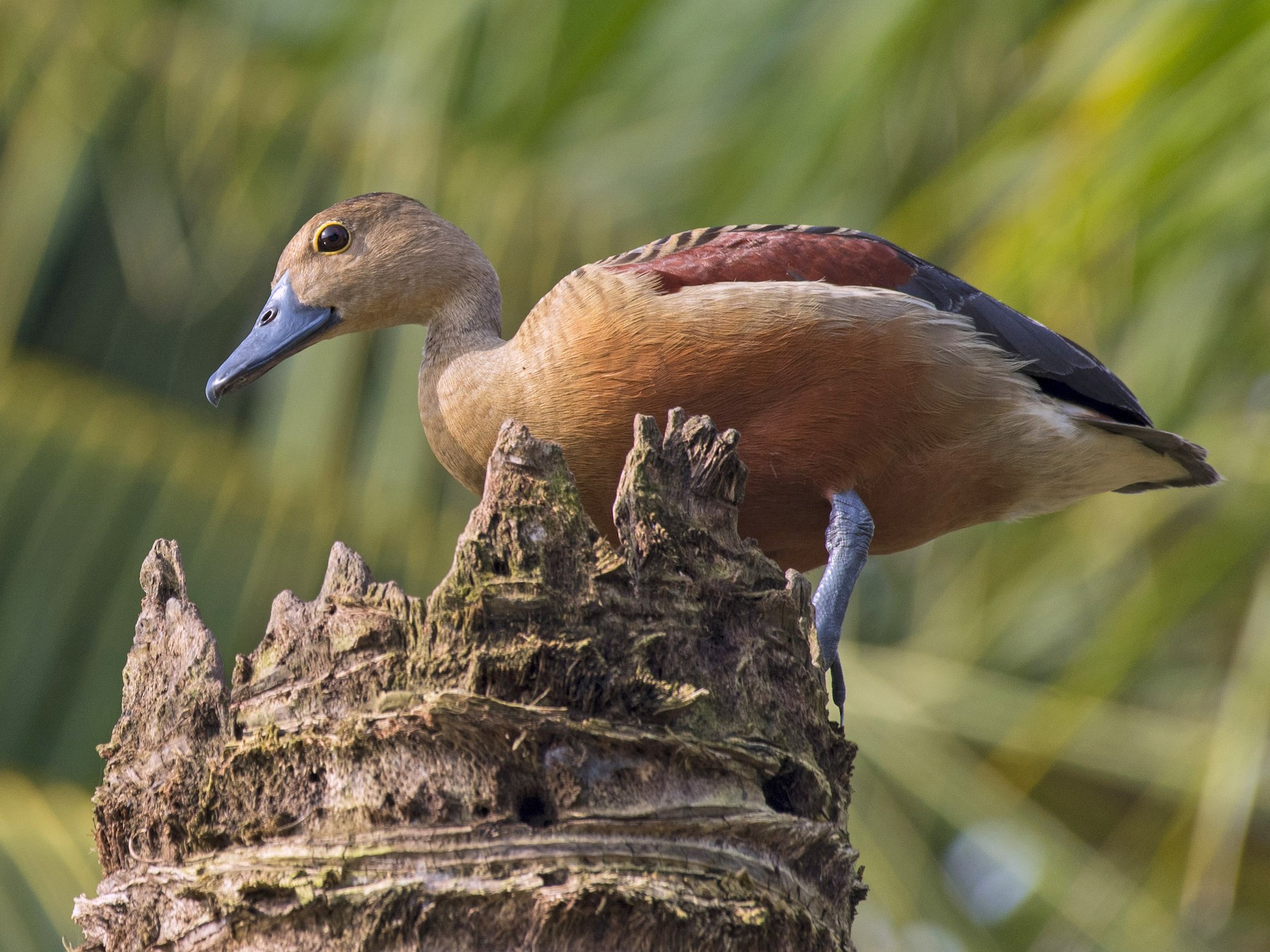 Lesser Whistling-Duck - Venugopala Prabhu S