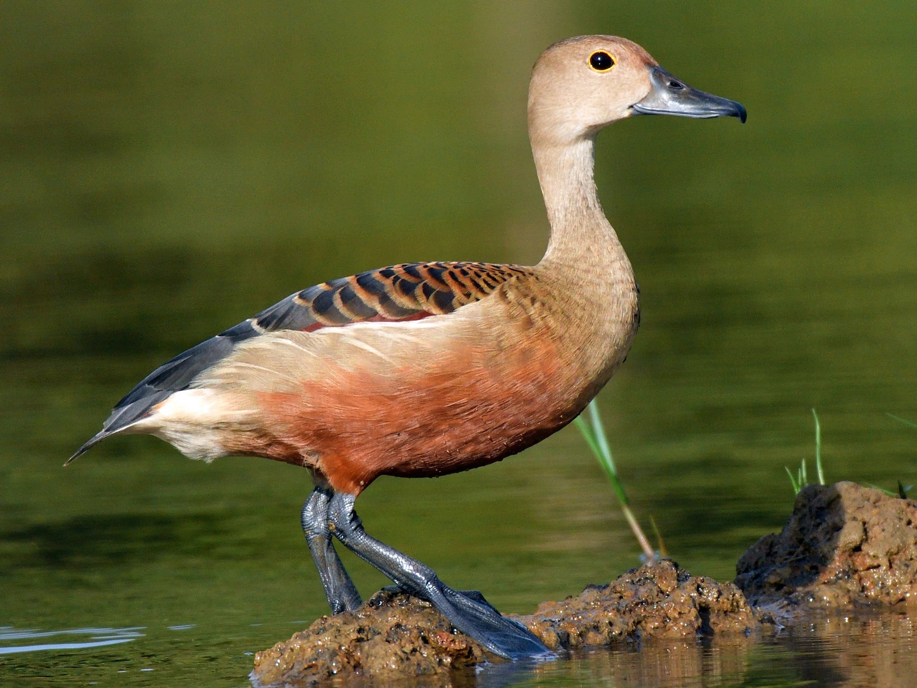 Lesser Whistling-Duck - Dr Jishnu R