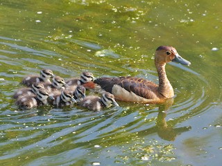  - Lesser Whistling-Duck