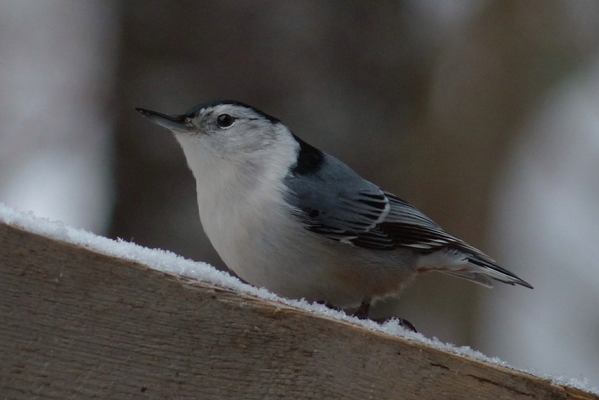 White-breasted Nuthatch - ML126398441