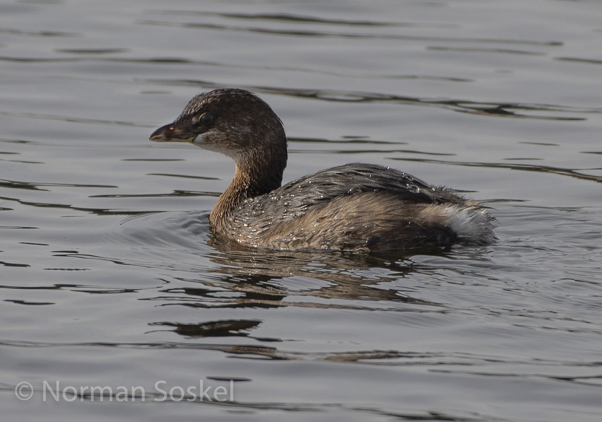 Pied-billed Grebe - Norman Soskel