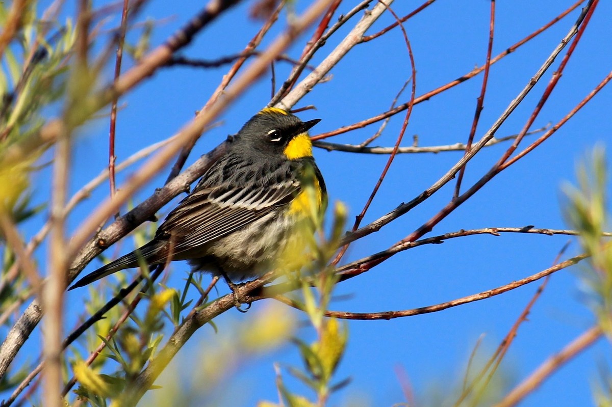 Yellow-rumped Warbler (Audubon's) - Steve Hofhine