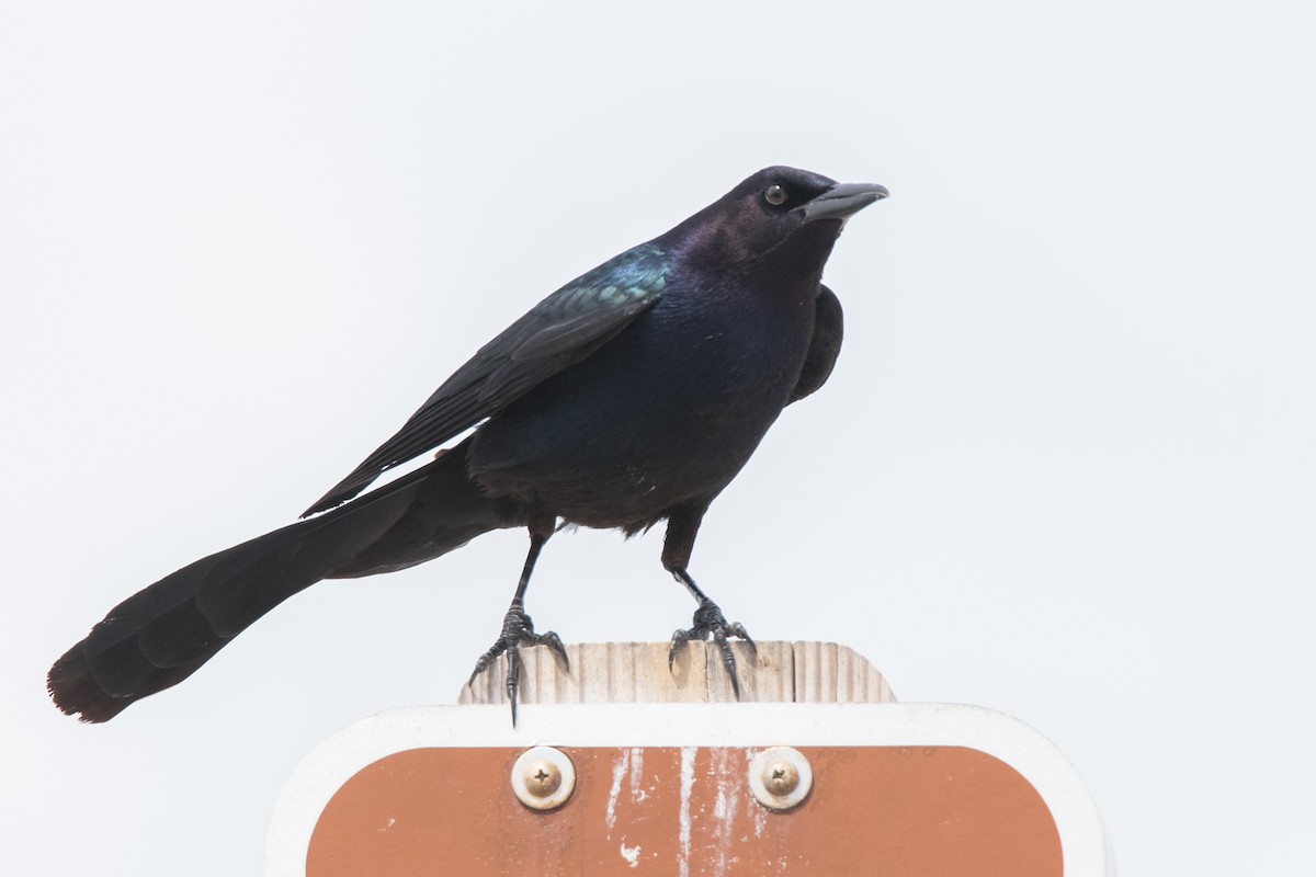 Boat-tailed Grackle - Brad Imhoff