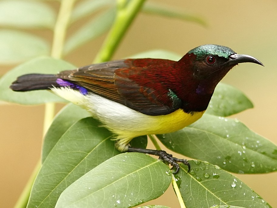 Purple Rumped Sunbird