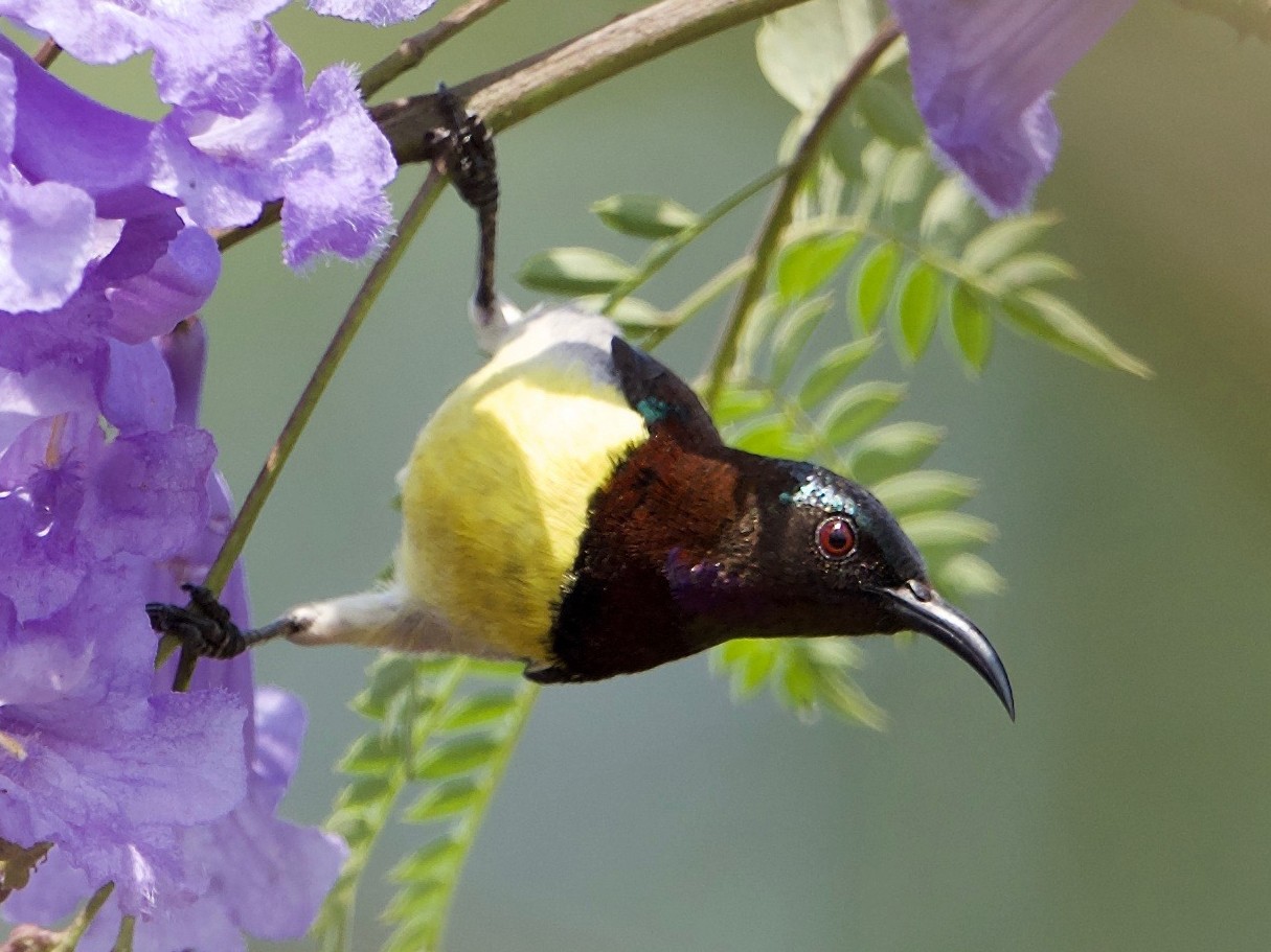 Purple-rumped Sunbird - eBird