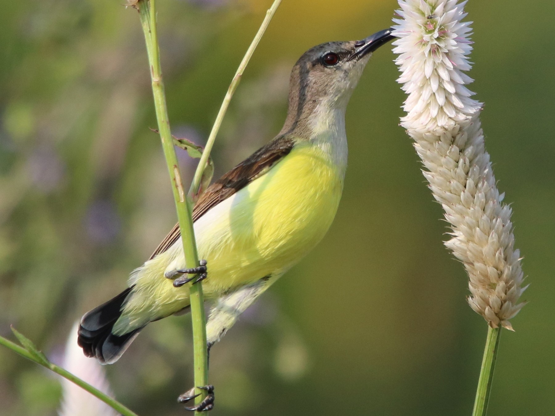 Purple-rumped Sunbird - eBird