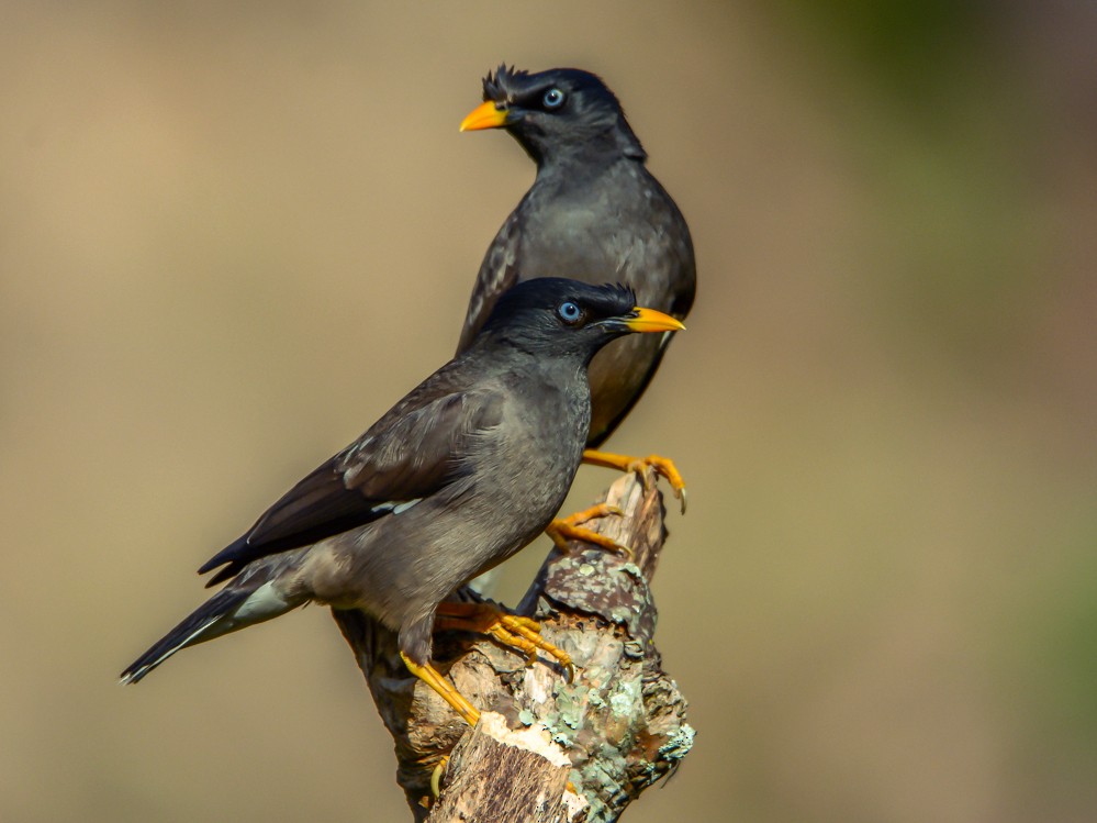 Jungle Myna - Ramesh Desai