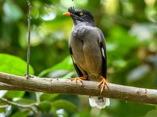  - Jungle Myna