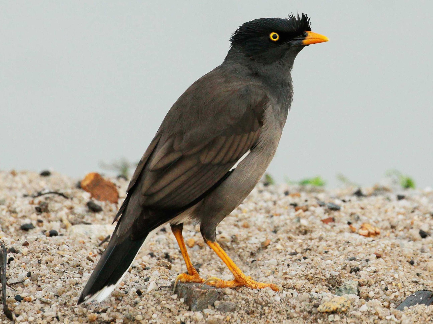 Jungle Myna - Neoh Hor Kee