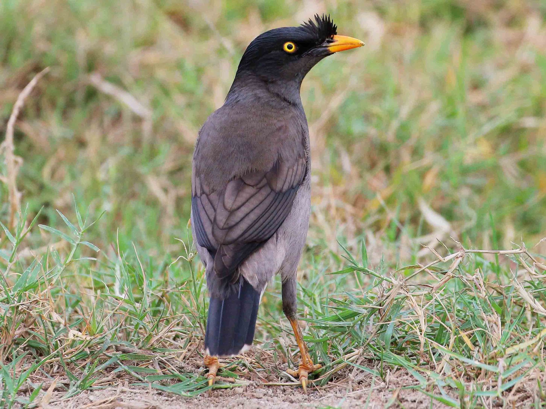 Jungle Myna - Neoh Hor Kee