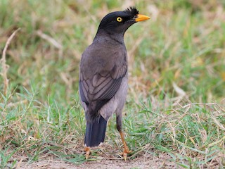  - Jungle Myna