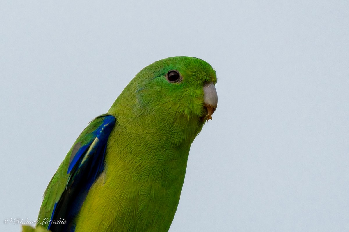 papoušíček modrokřídlý - ML126405741