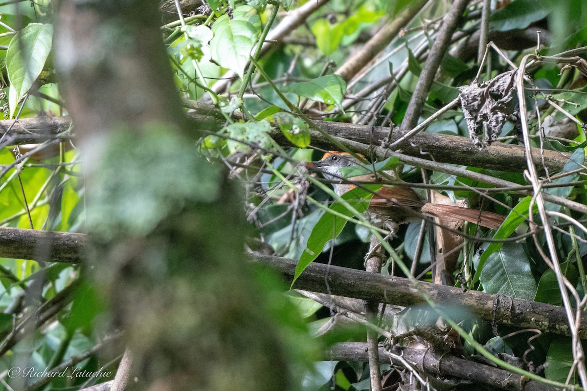 Rufous-capped Spinetail - ML126406461