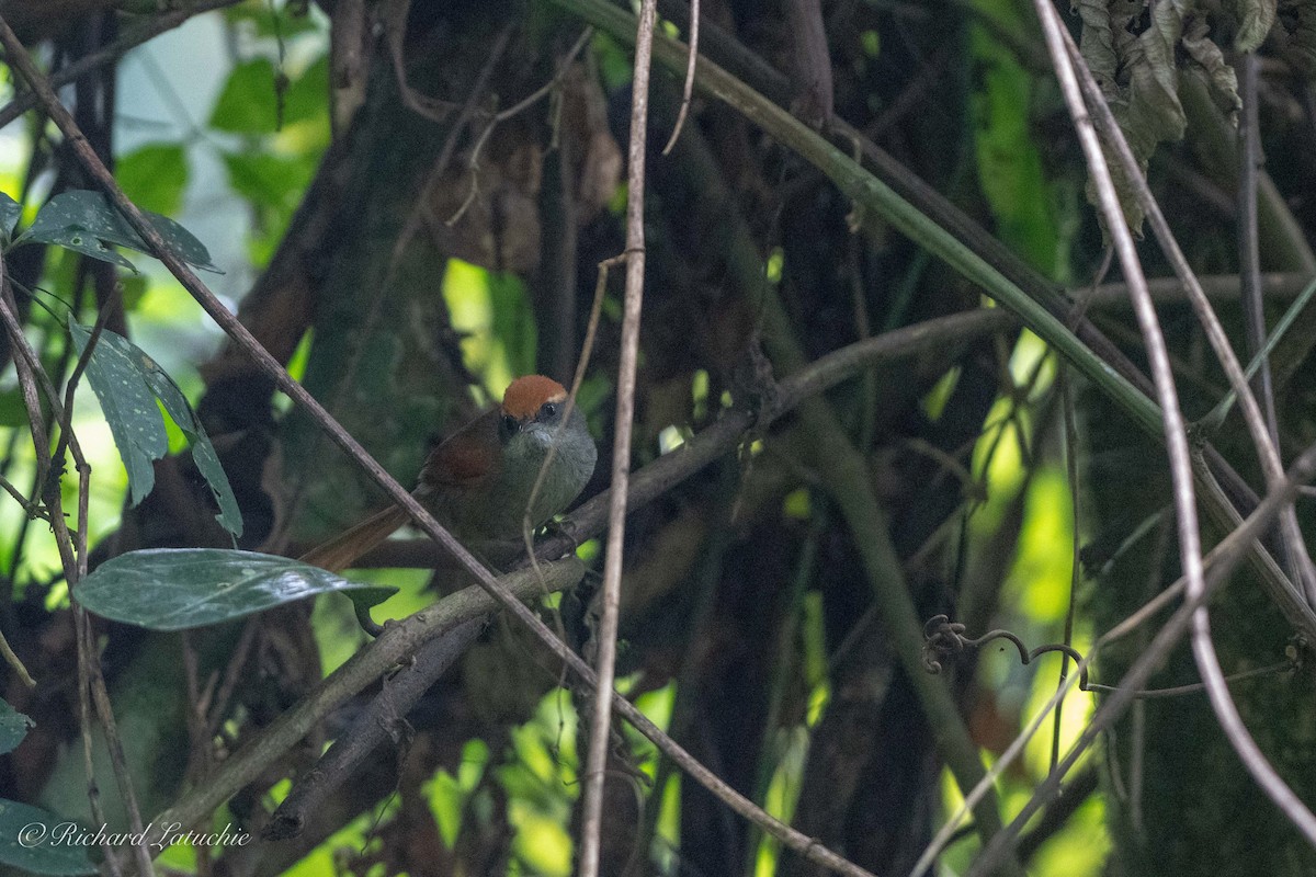 Rufous-capped Spinetail - ML126406471