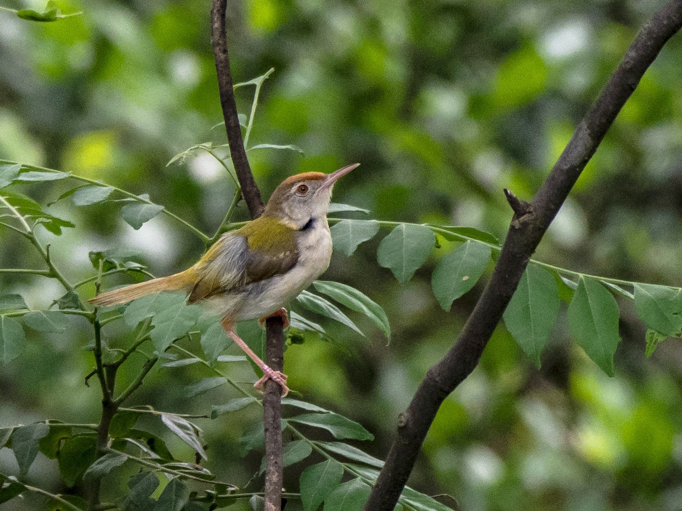 Common Tailorbird - Parmil Kumar