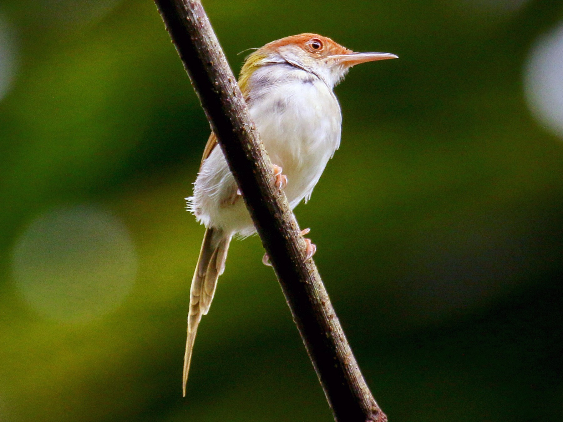 Common Tailorbird - Tommy Pedersen