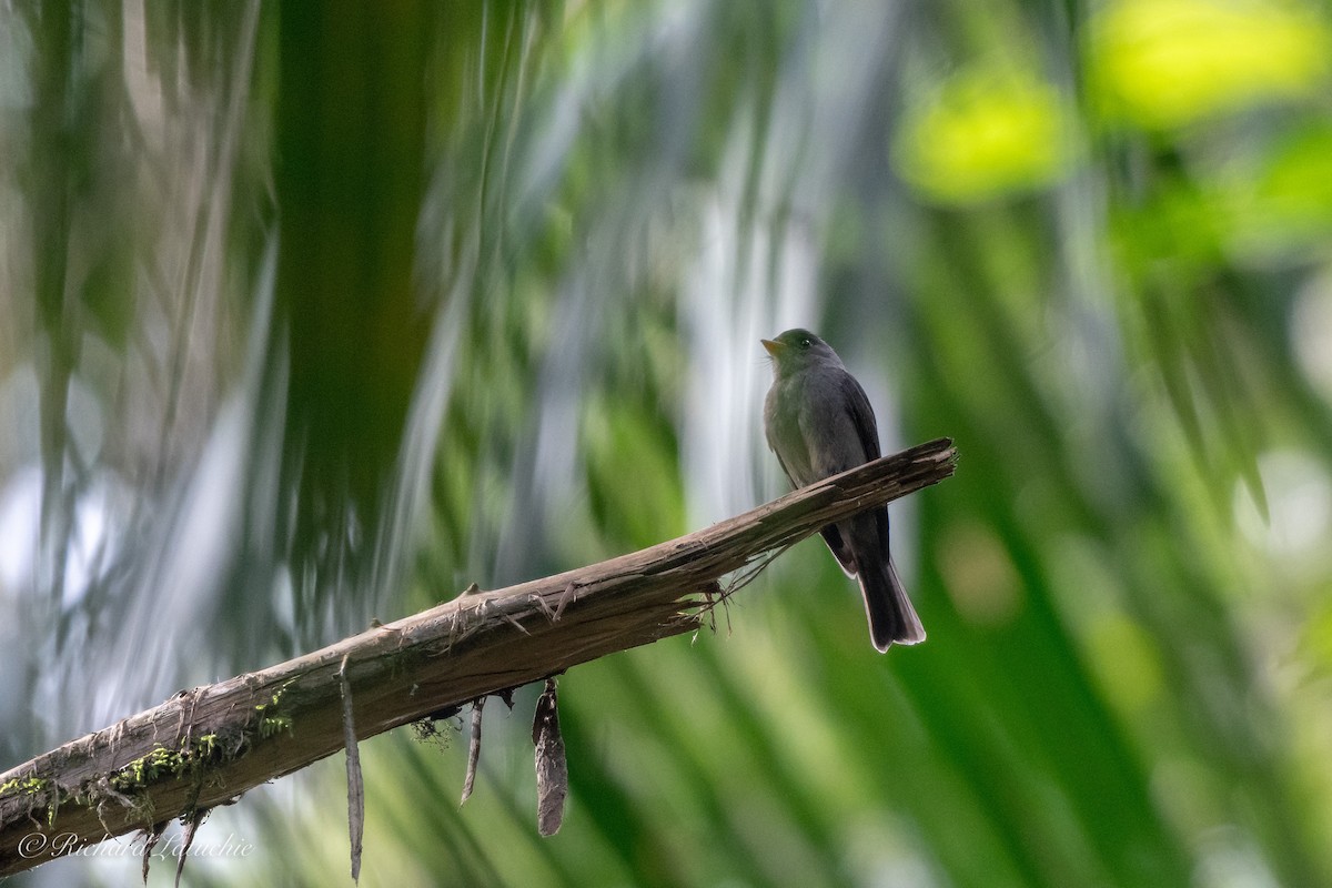 Southern Tropical Pewee - ML126406911
