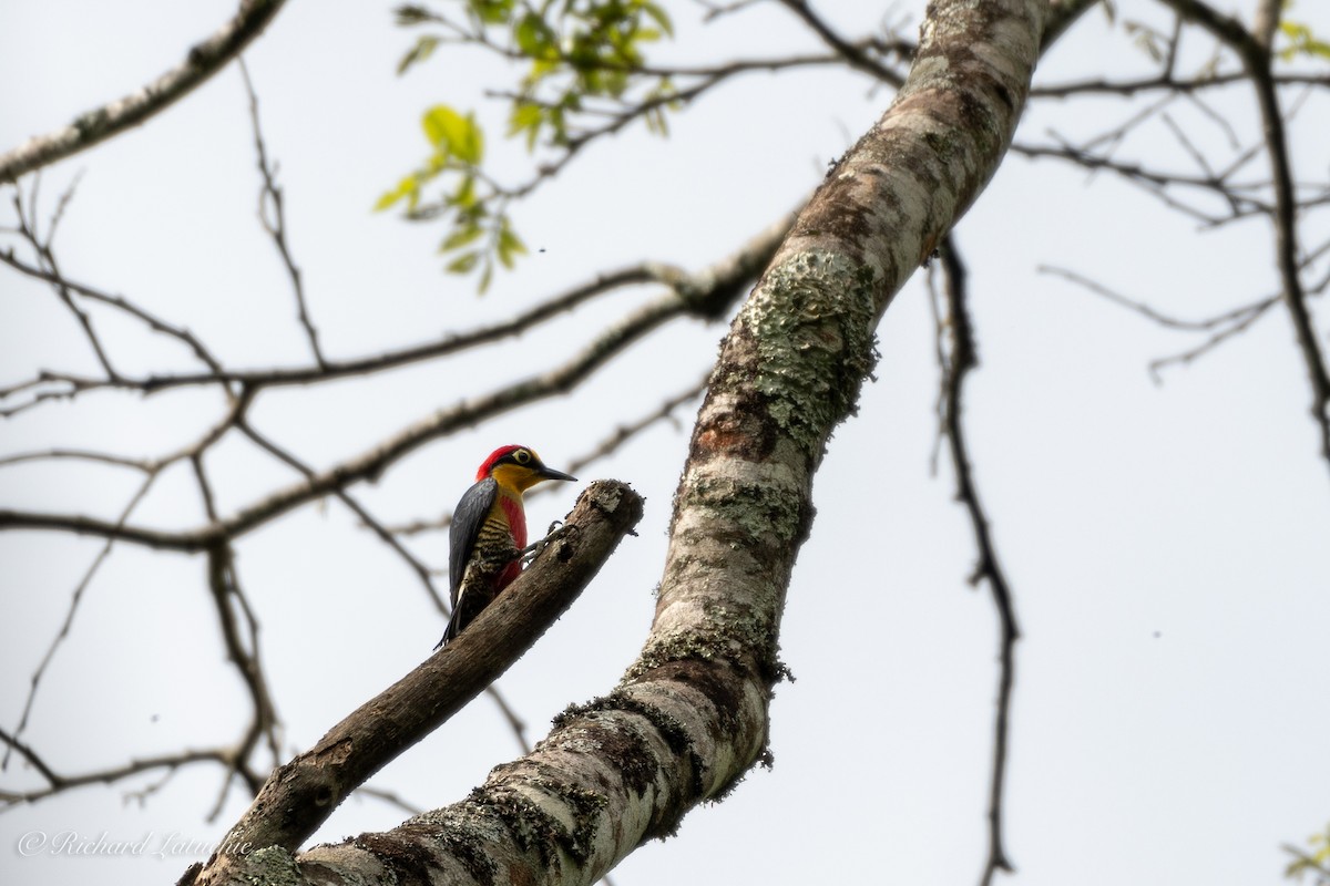 Yellow-fronted Woodpecker - Richard Latuchie