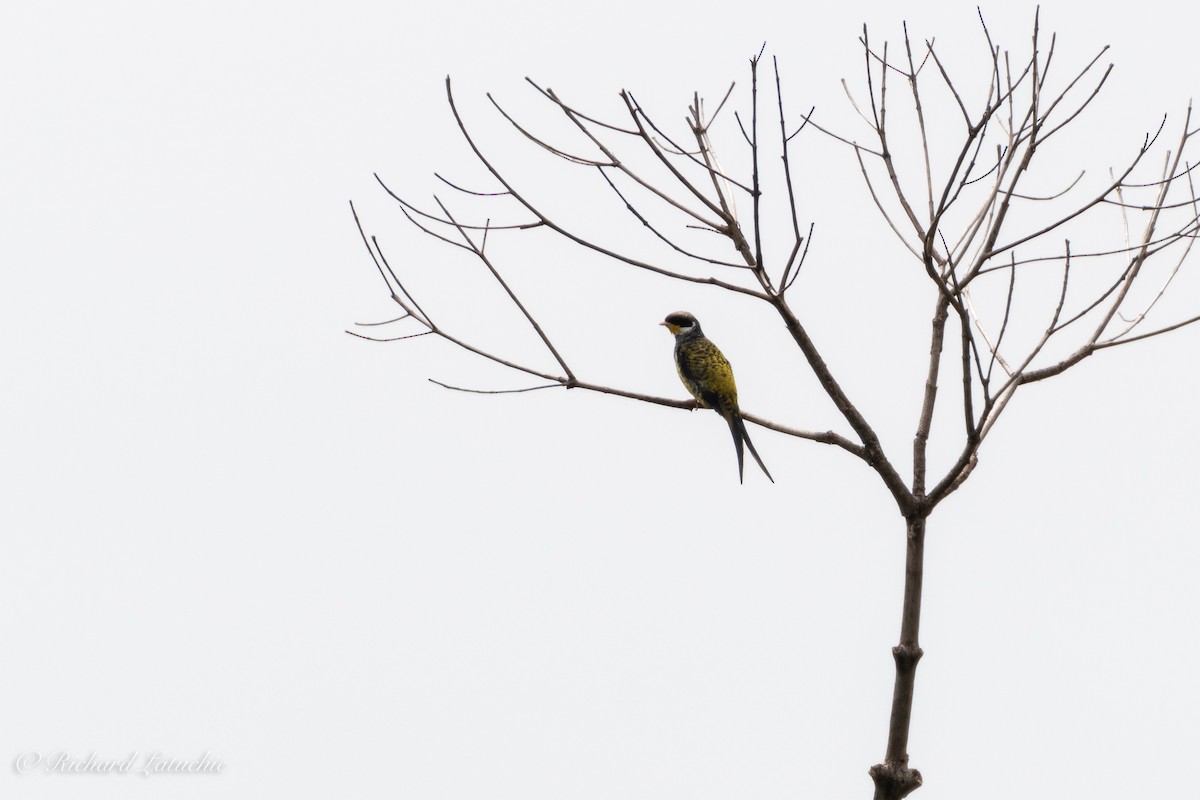 Swallow-tailed Cotinga - Richard Latuchie