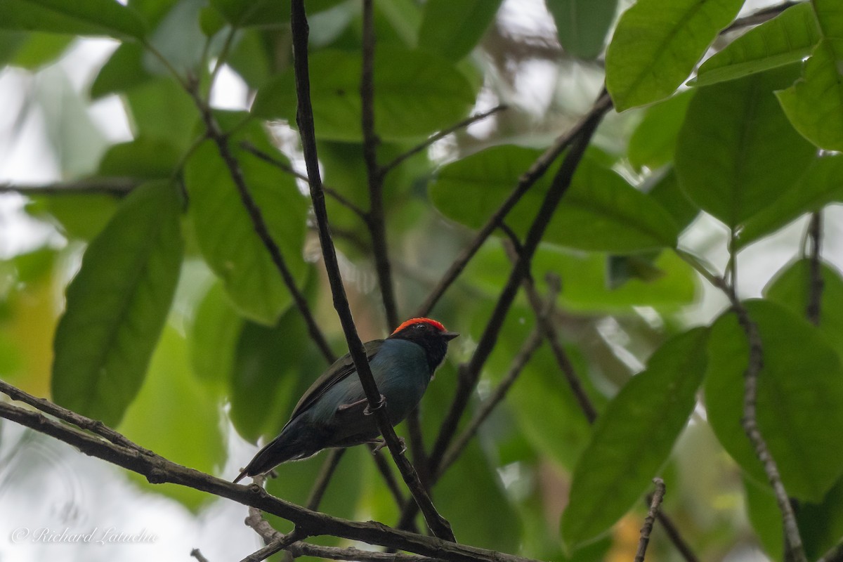 Swallow-tailed Manakin - Richard Latuchie