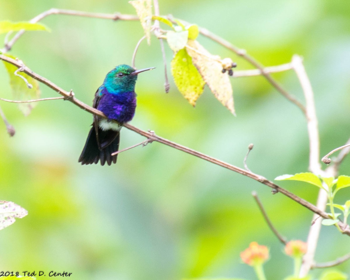 Violet-bellied Hummingbird - Ted Center