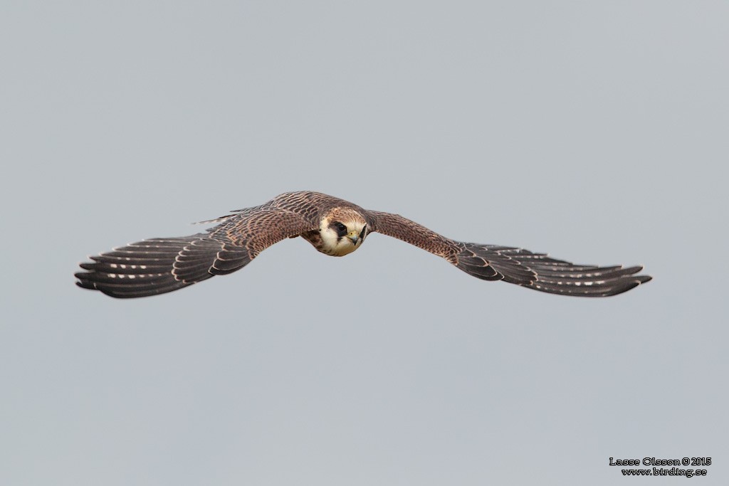 Red-footed Falcon - ML126408811