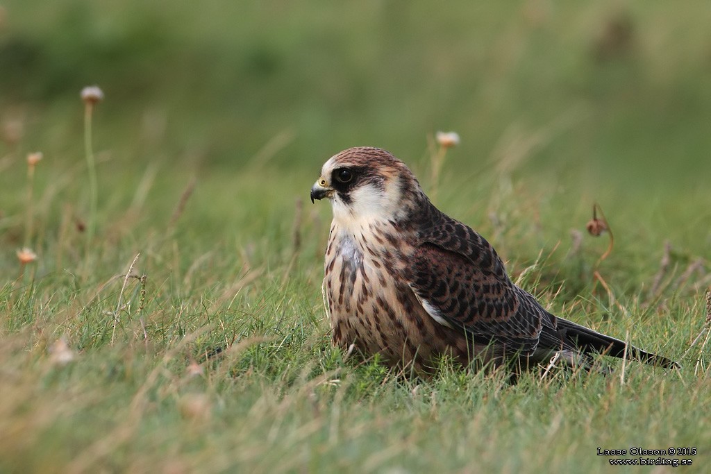 Red-footed Falcon - ML126408831