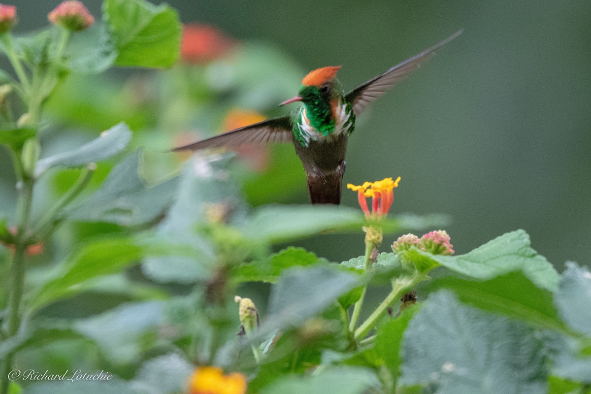 Frilled Coquette - ML126409191