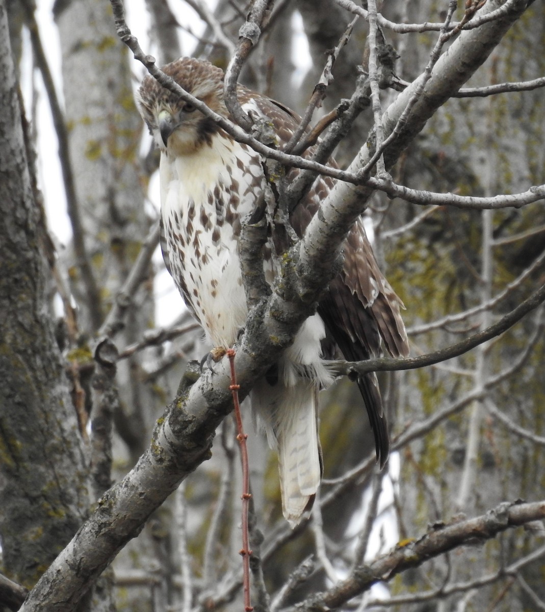 Red-tailed Hawk - David Whitehouse
