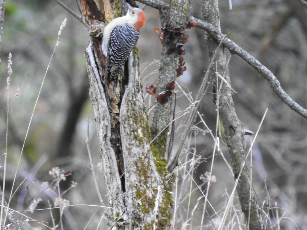 Red-bellied Woodpecker - David Whitehouse