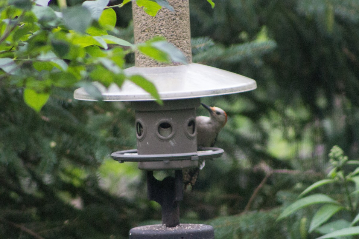 Red-bellied Woodpecker - ML126415081
