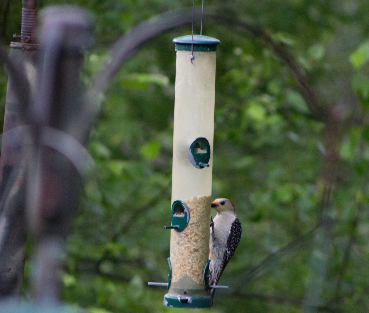 Red-bellied Woodpecker - Talon Martinez