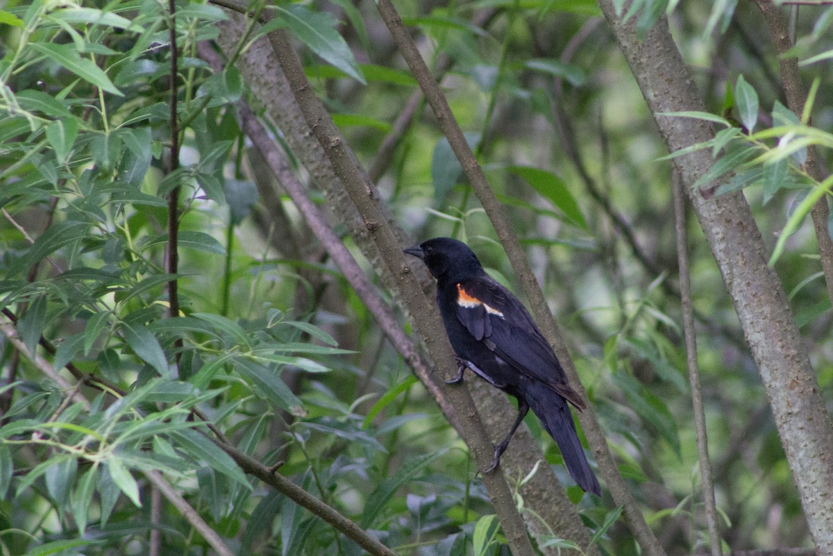 Red-winged Blackbird - ML126416131