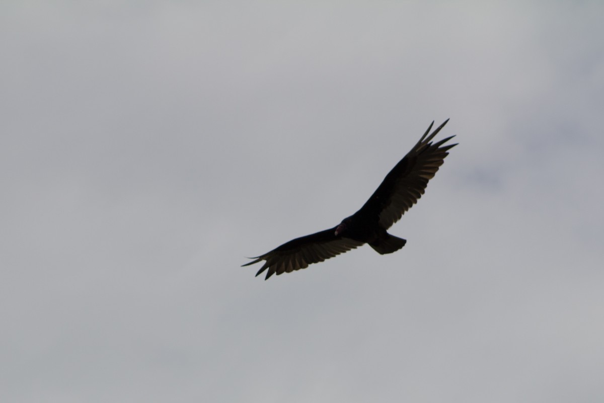Turkey Vulture - ML126418051