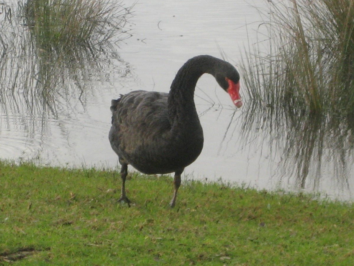Black Swan - Evan Mistur