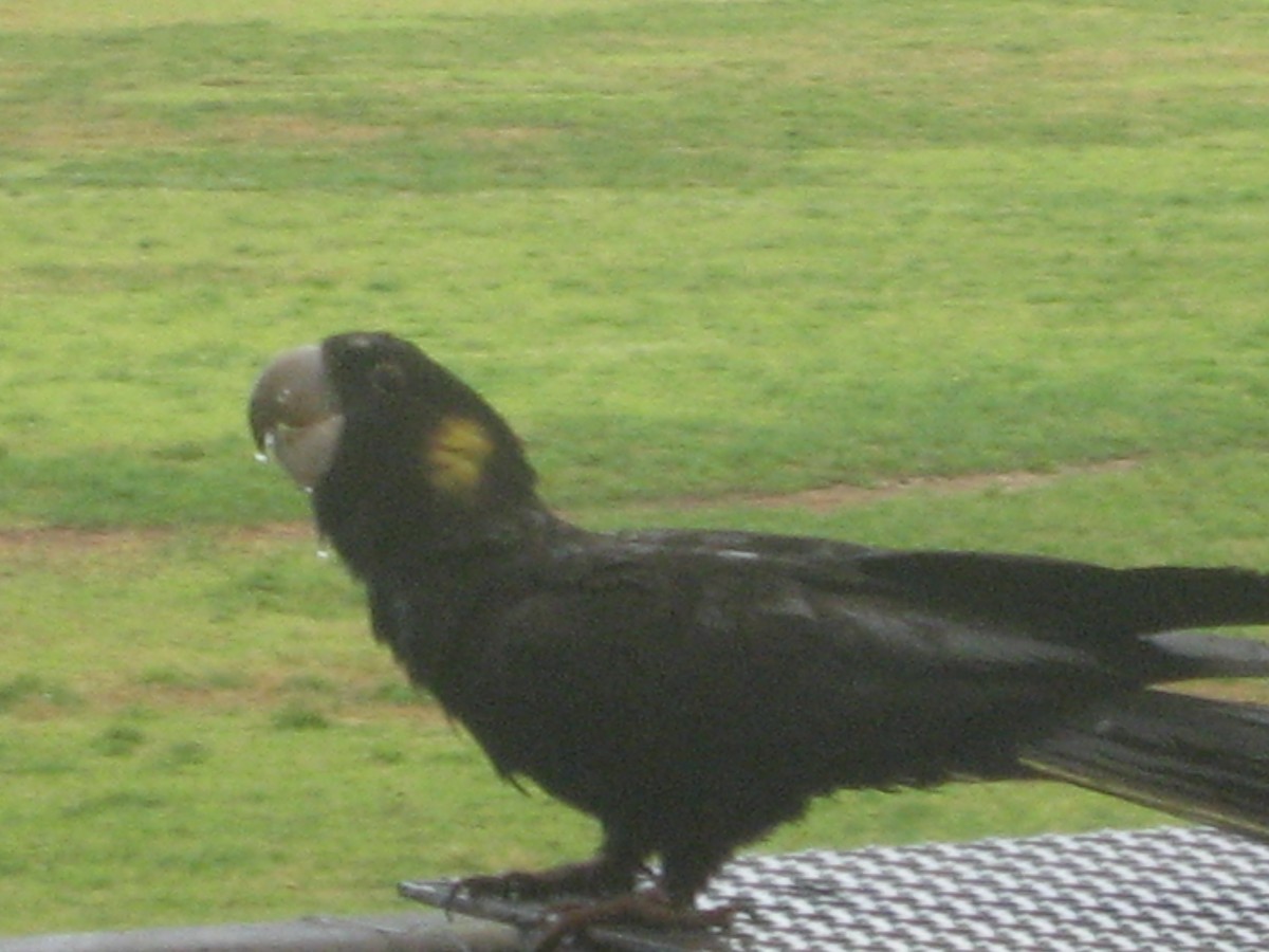 Yellow-tailed Black-Cockatoo - Evan Mistur