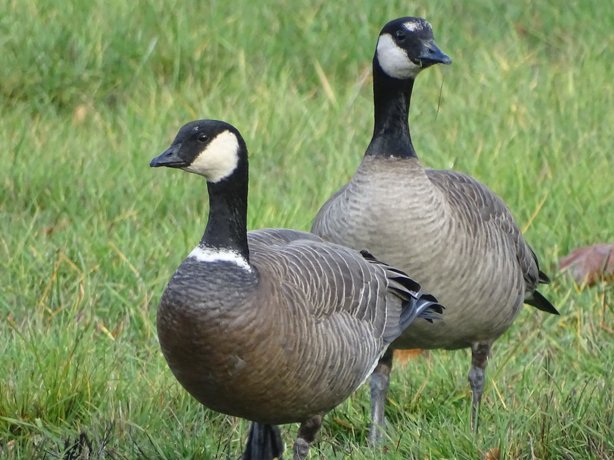 Cackling Goose (minima) - Shey Claflin