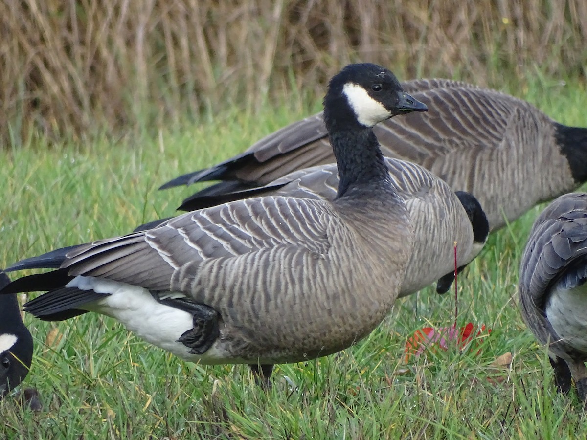 Cackling Goose (minima) - Shey Claflin