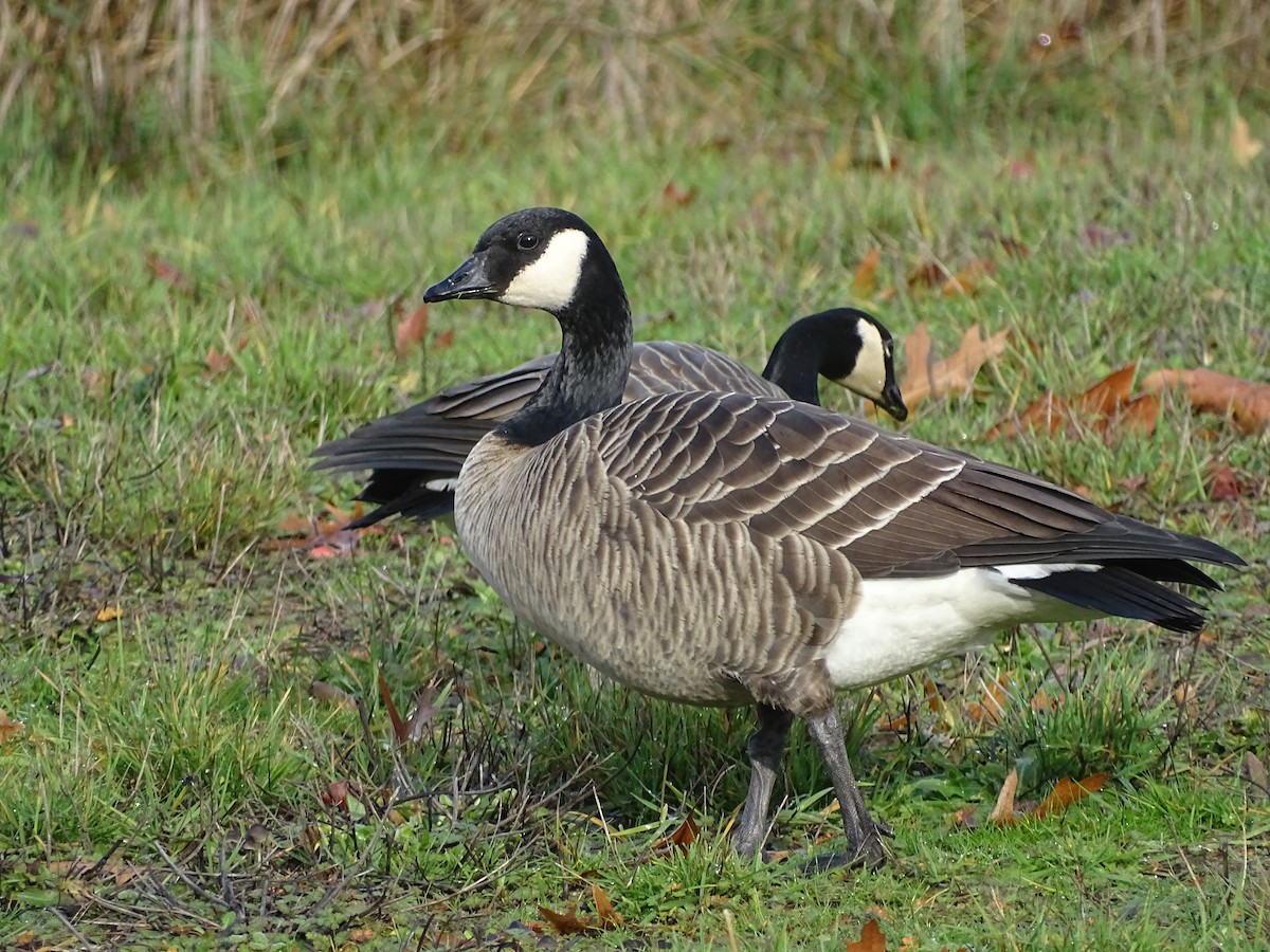Cackling Goose (Taverner's) - Shey Claflin
