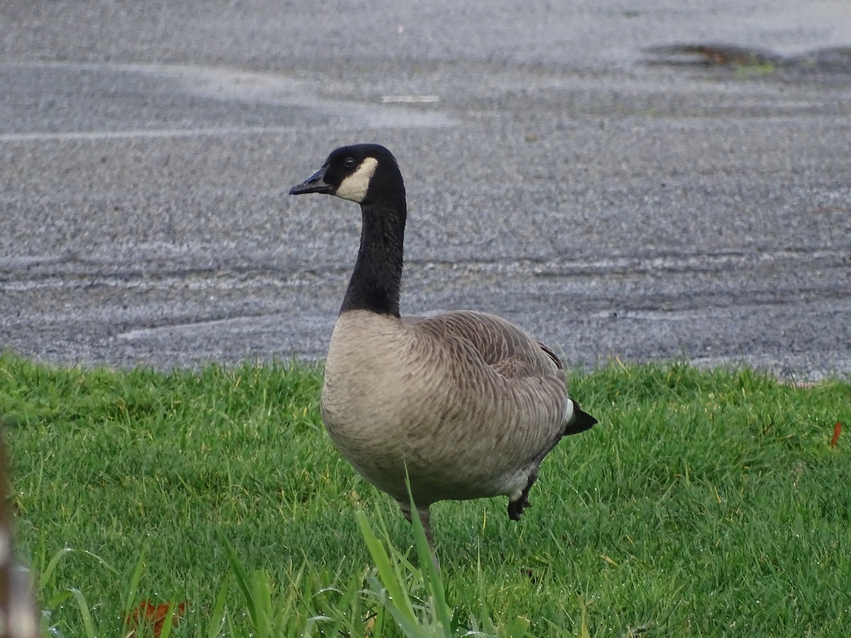 Canada Goose (canadensis Group) - Shey Claflin