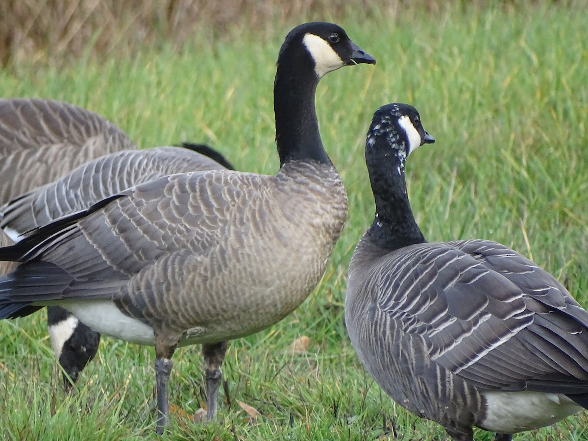 Cackling Goose (Taverner's) - ML126421131