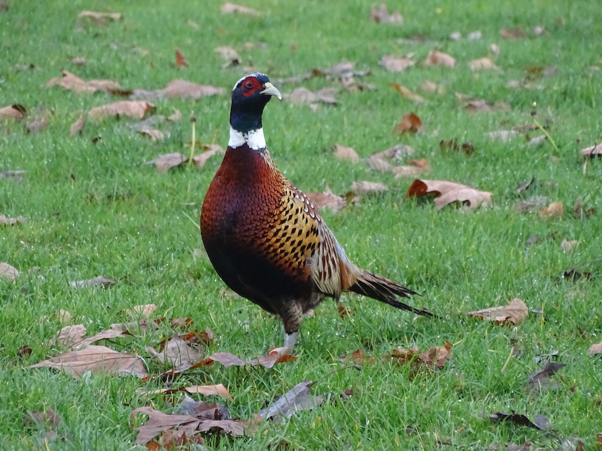 Ring-necked Pheasant - Shey Claflin