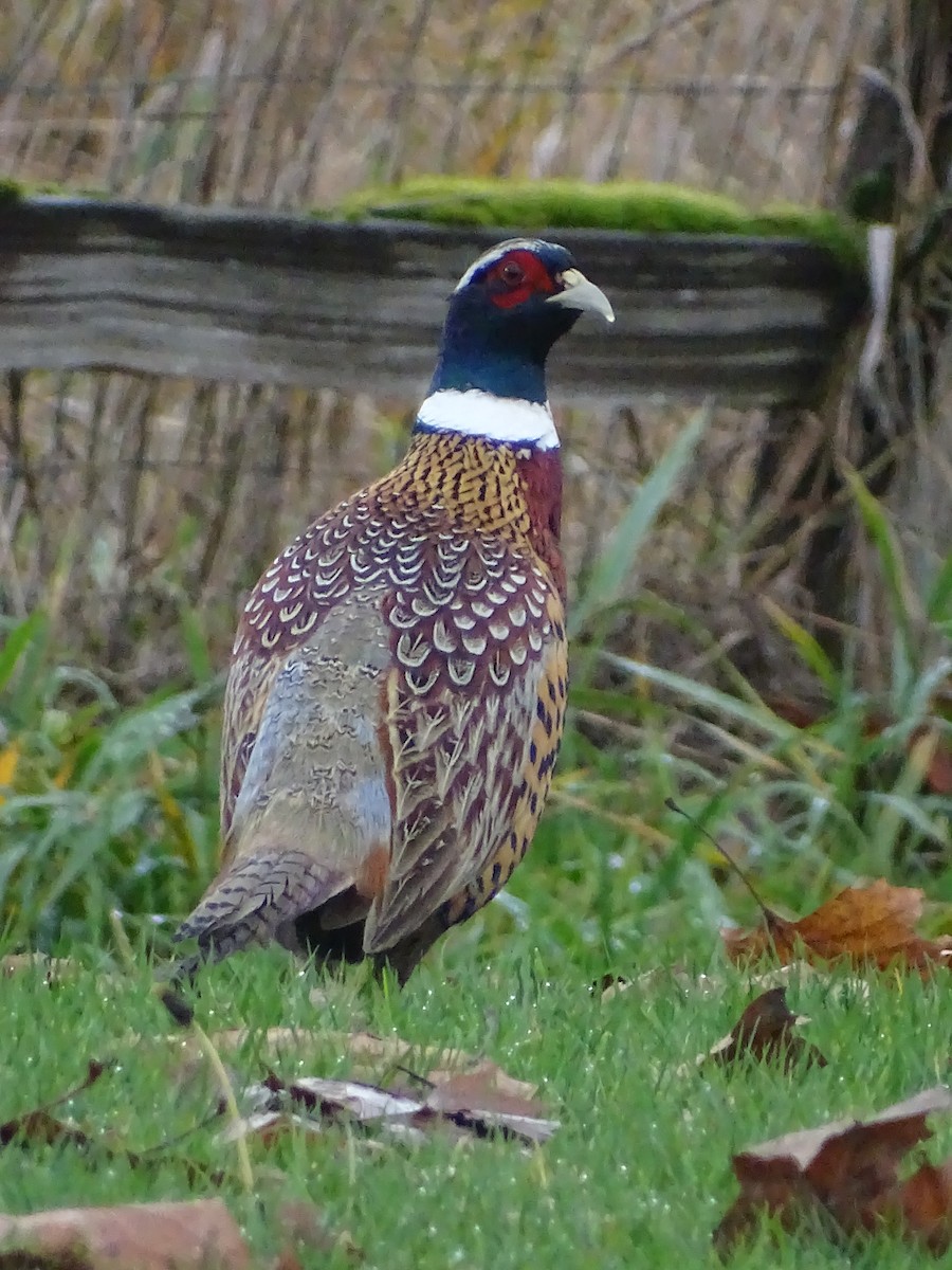 Ring-necked Pheasant - Shey Claflin