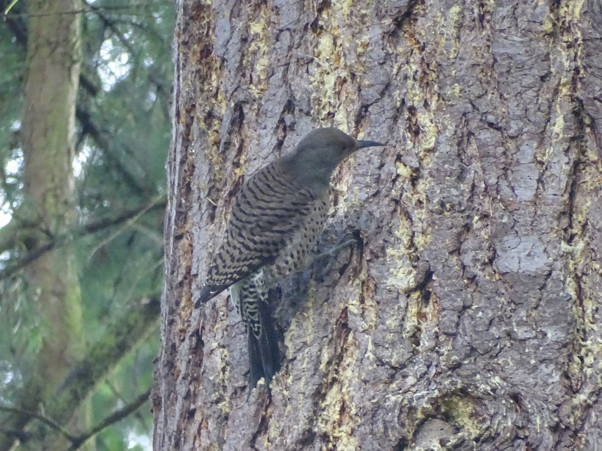 Northern Flicker (Red-shafted) - Shey Claflin