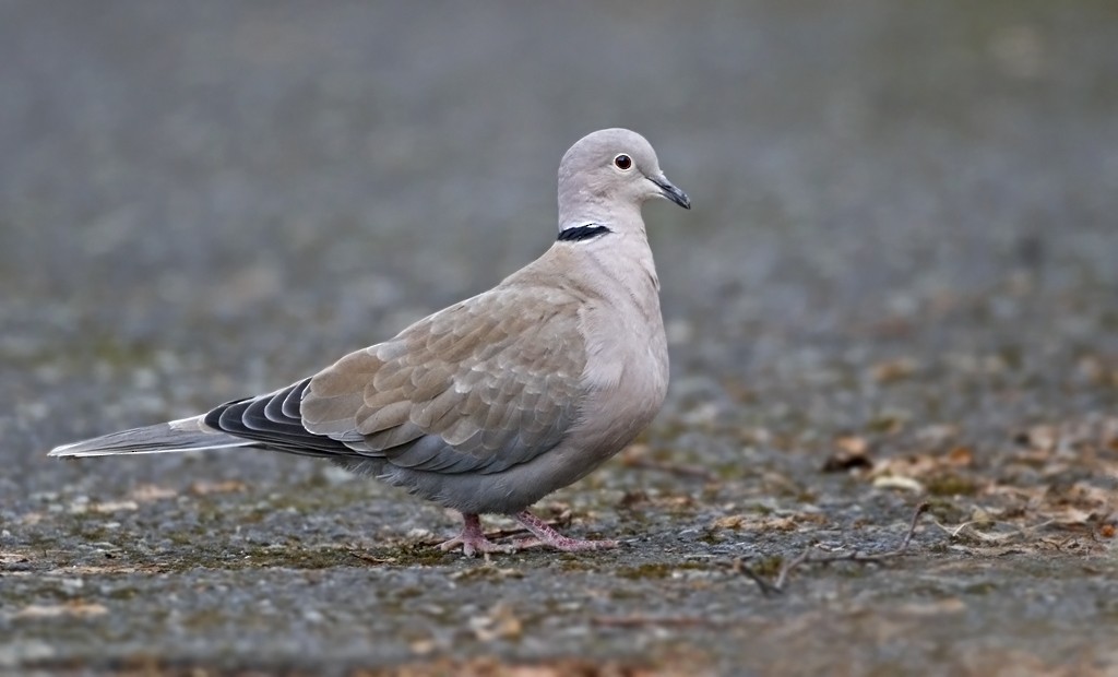 Eurasian Collared-Dove - Alex Máni Guðríðarsson