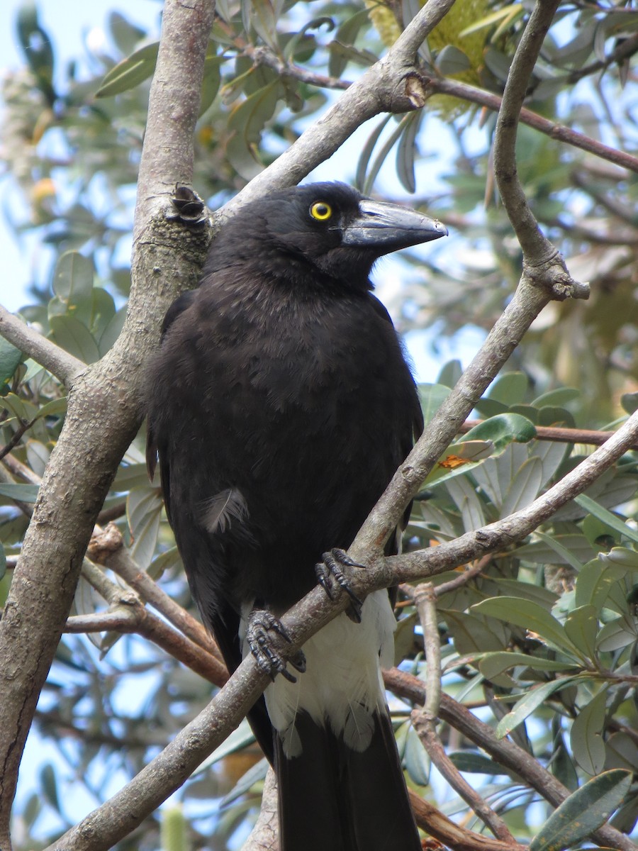 Pied Currawong - ML126427441