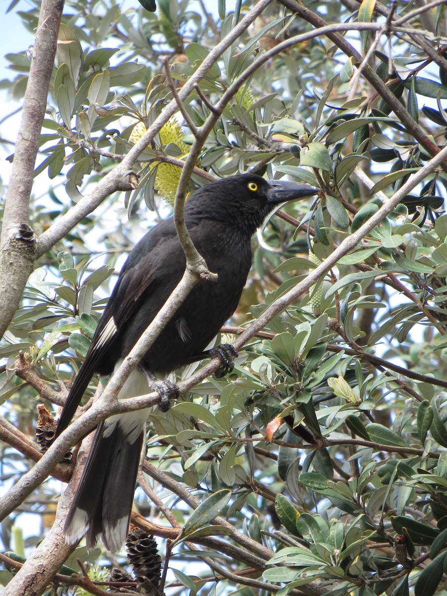 Pied Currawong - ML126427451