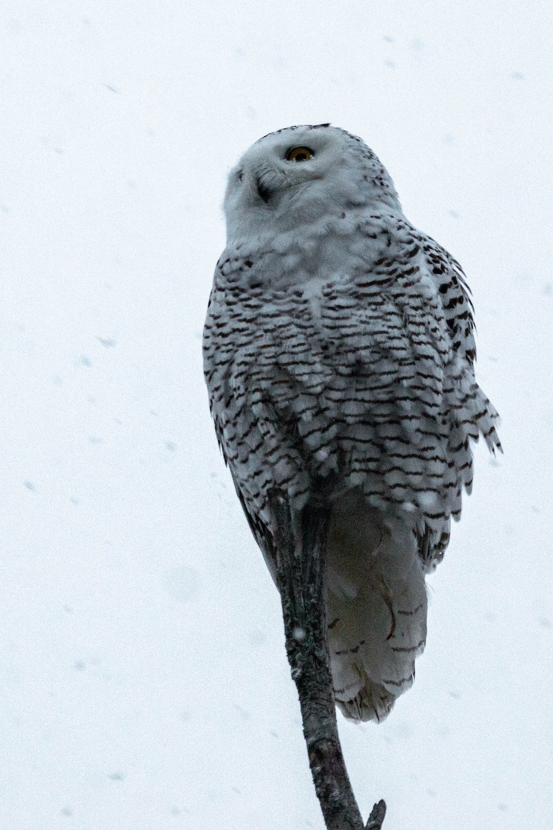 Snowy Owl - Ryan Campbell