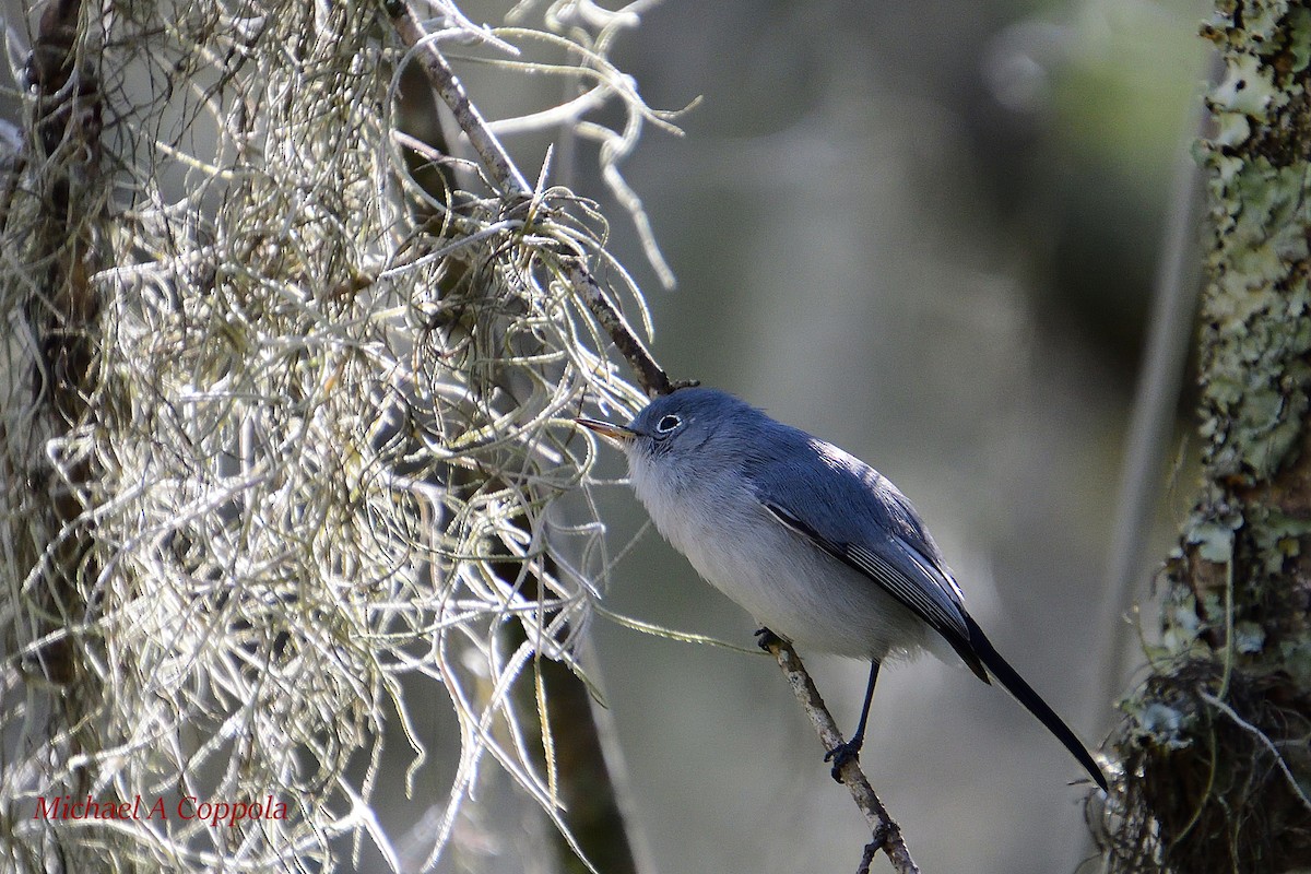 Blue-gray Gnatcatcher (caerulea) - Michael Coppola